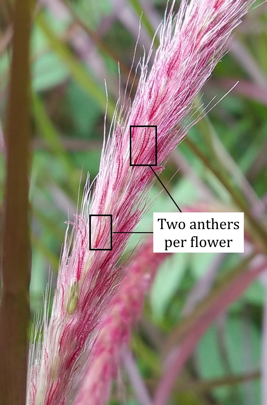 Lalang flower inflorescence.jpg Lalang flower inflorescence.jpg