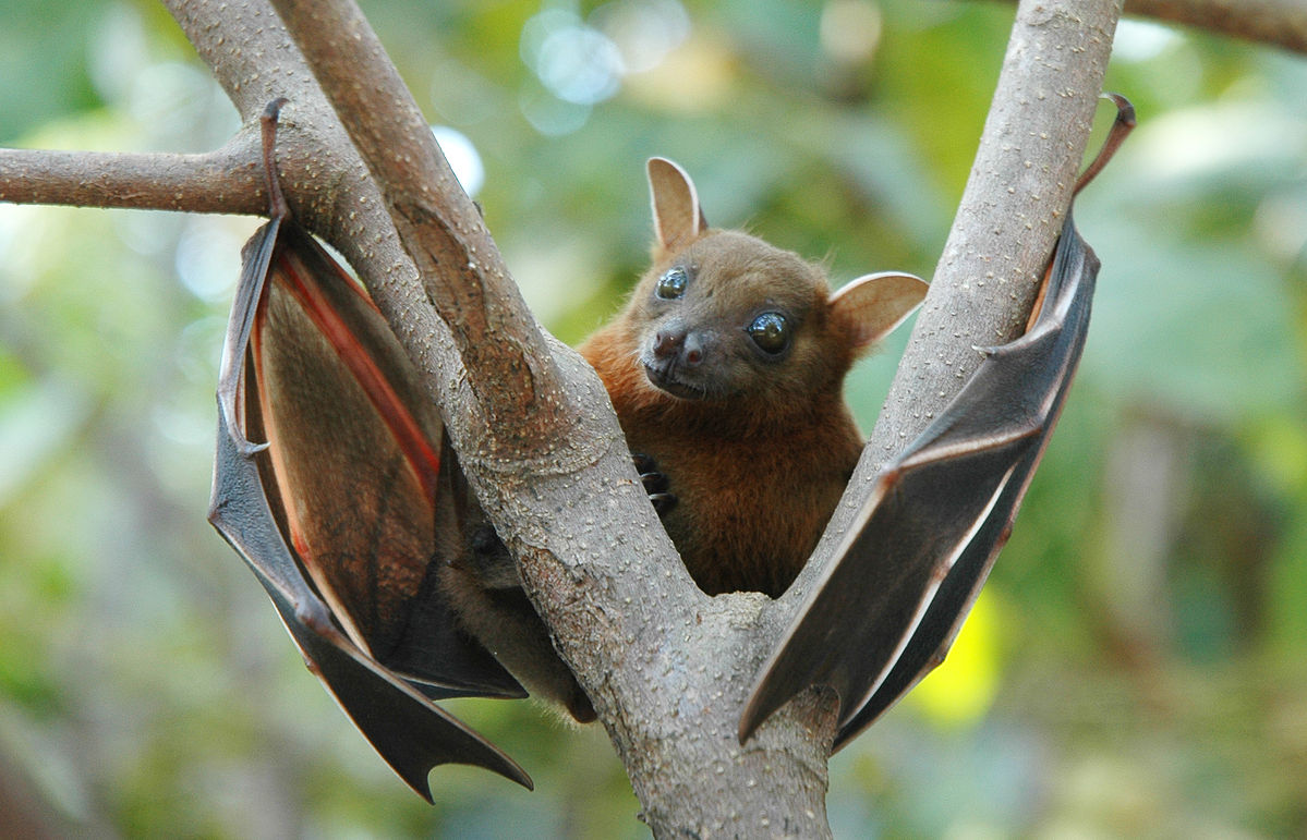 Lesser_short-nosed_fruit_bat_(Cynopterus_brachyotis).jpg
