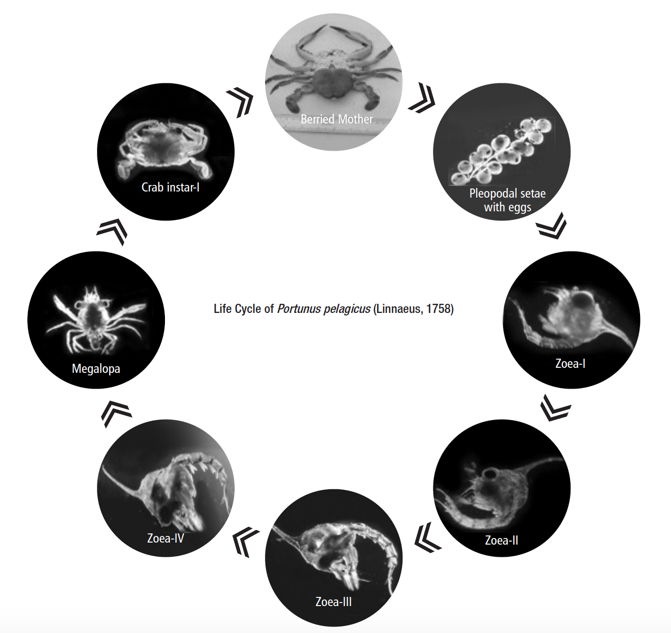 Life Cycle Jose 2015.png