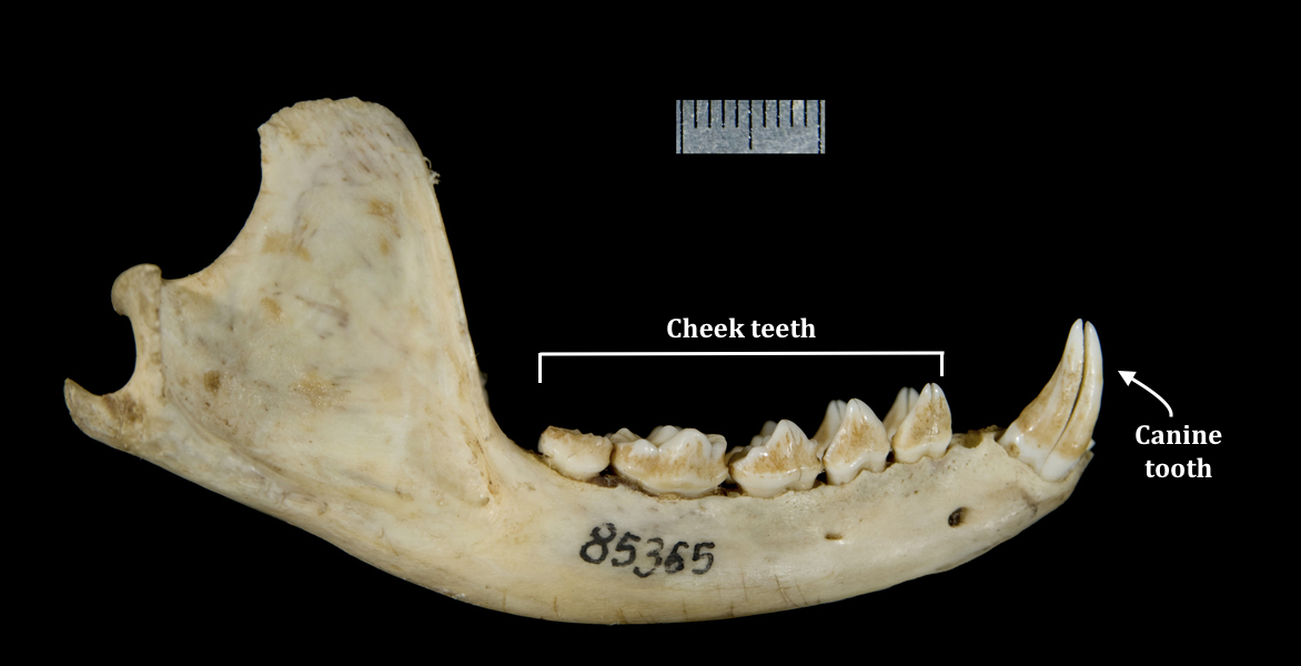 Lower jaw of P. hermaphoditus CC BY-NC-SA 3.0 Phil Myers labelled.jpg