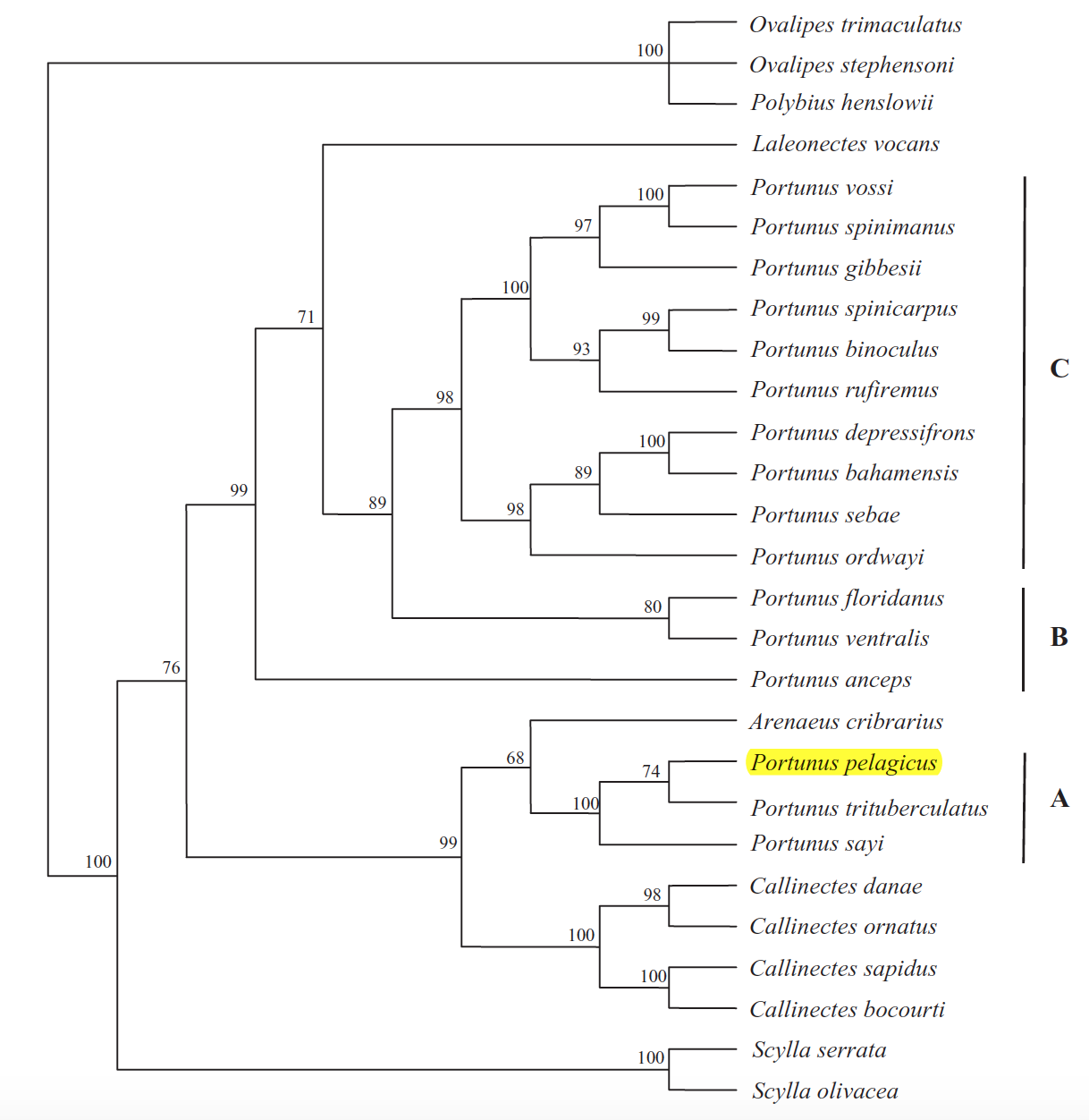 Mantellato 2007 Consensus.png