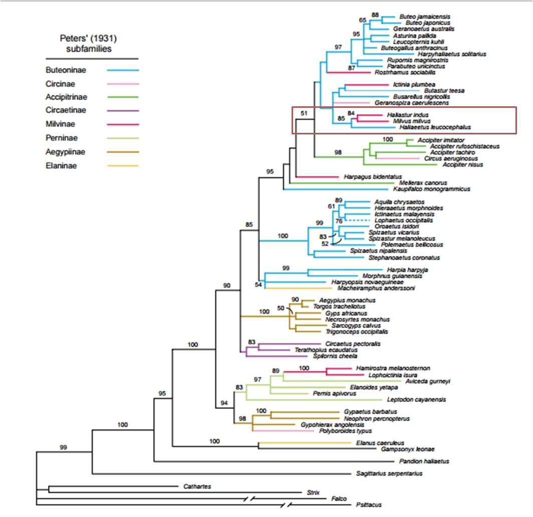 Max likelihood tree.jpg