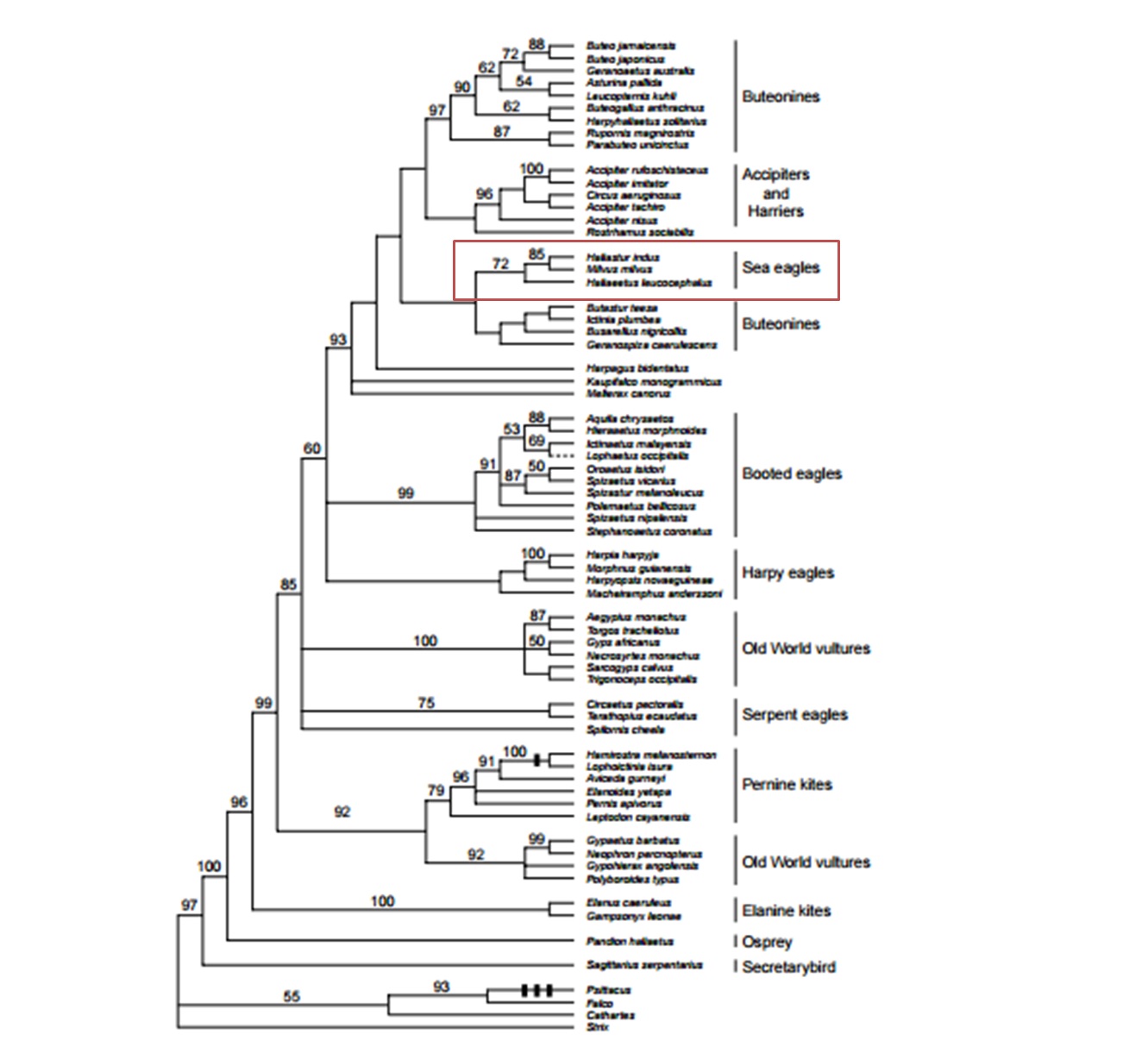 Max parsimony tree.jpg