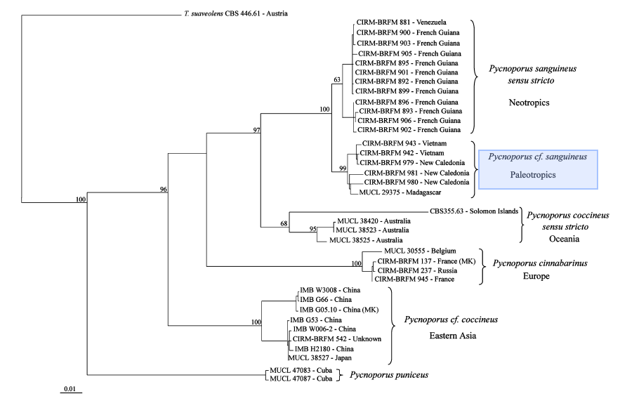 Maximum likelihood tree F2-R8 partial laccase gene sequences.png Maximum likelihood tree F2-R8 partial laccase gene sequences.png