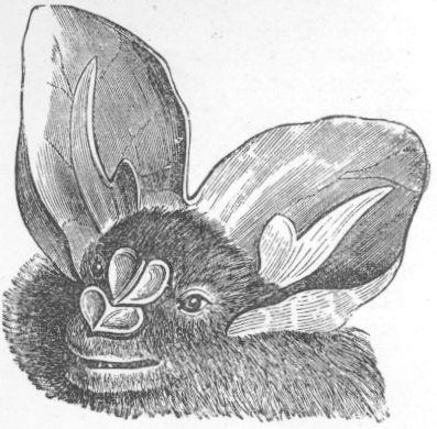 Megaderma_spasma_ras.jpg