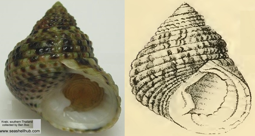 Monodonta _labio.jpg