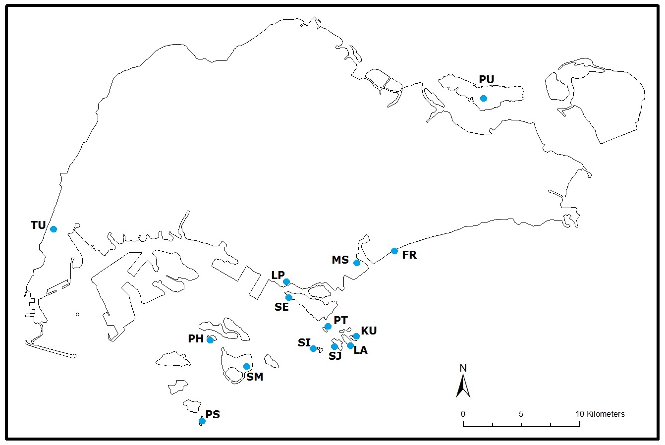 Monodonta labio in SG.jpg