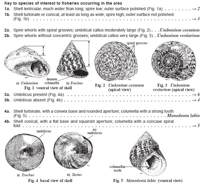 Monodonta labio key.JPG