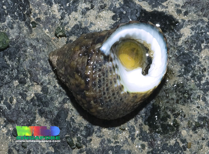 Monodontalabio (0).jpg