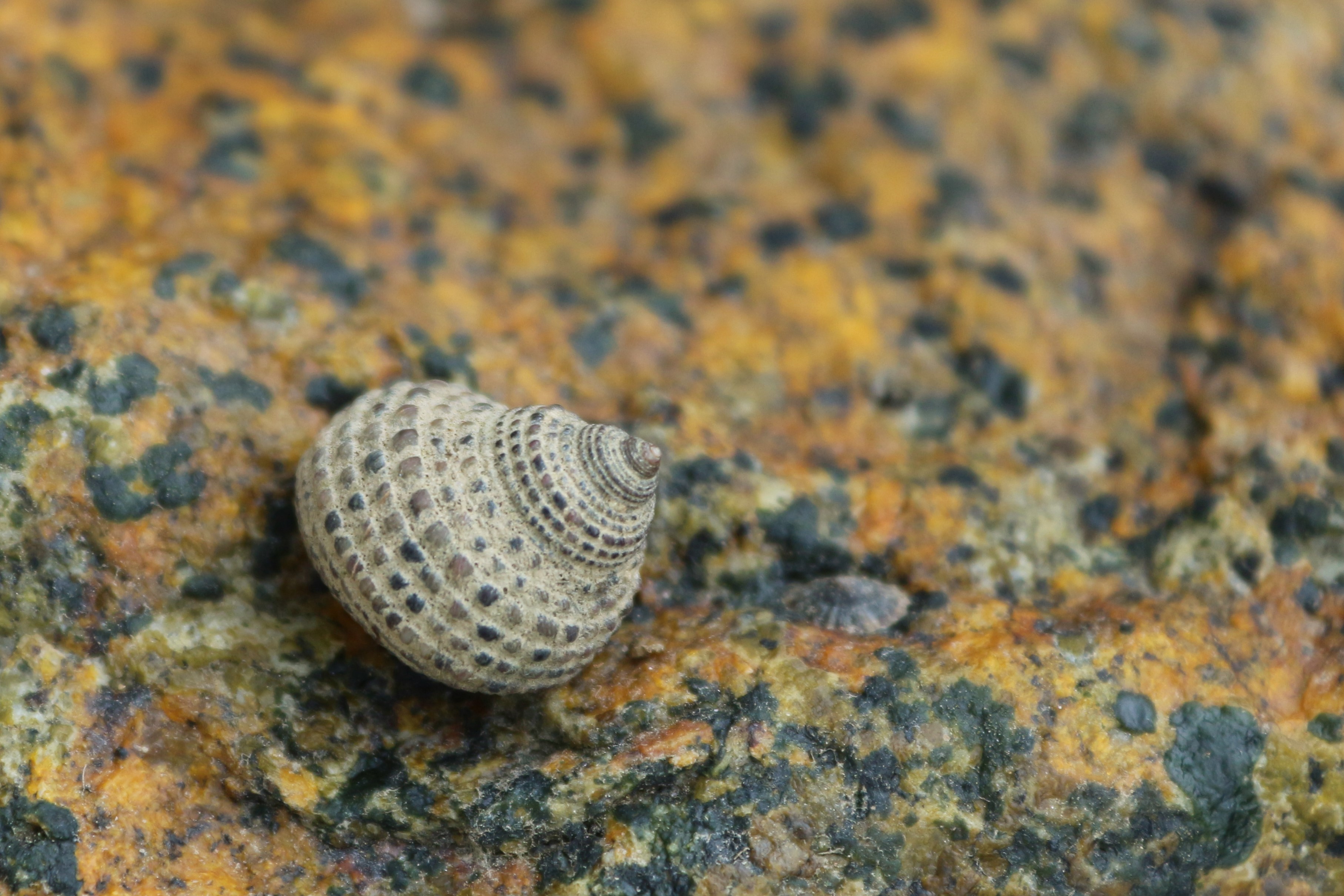 Monodontalabio (1).JPG