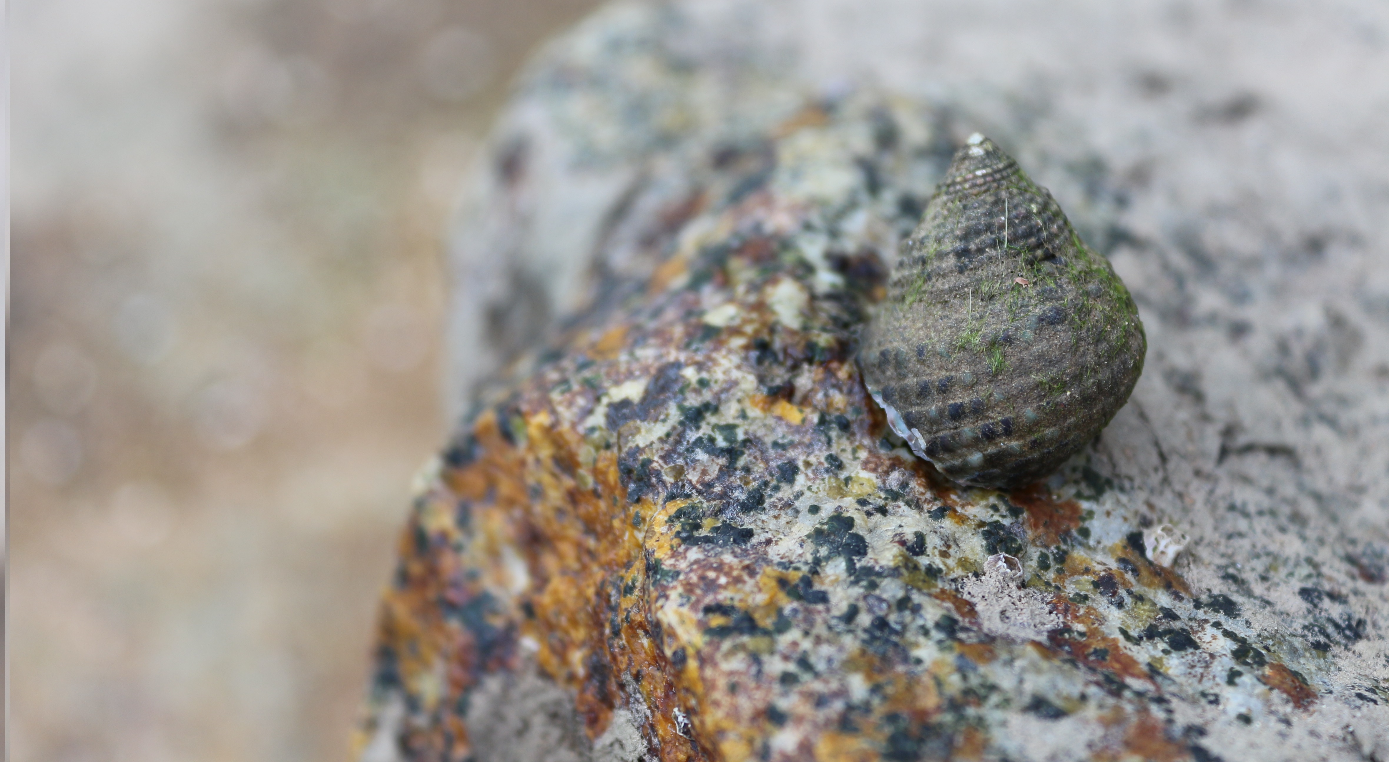 Monodontalabio (6).jpg