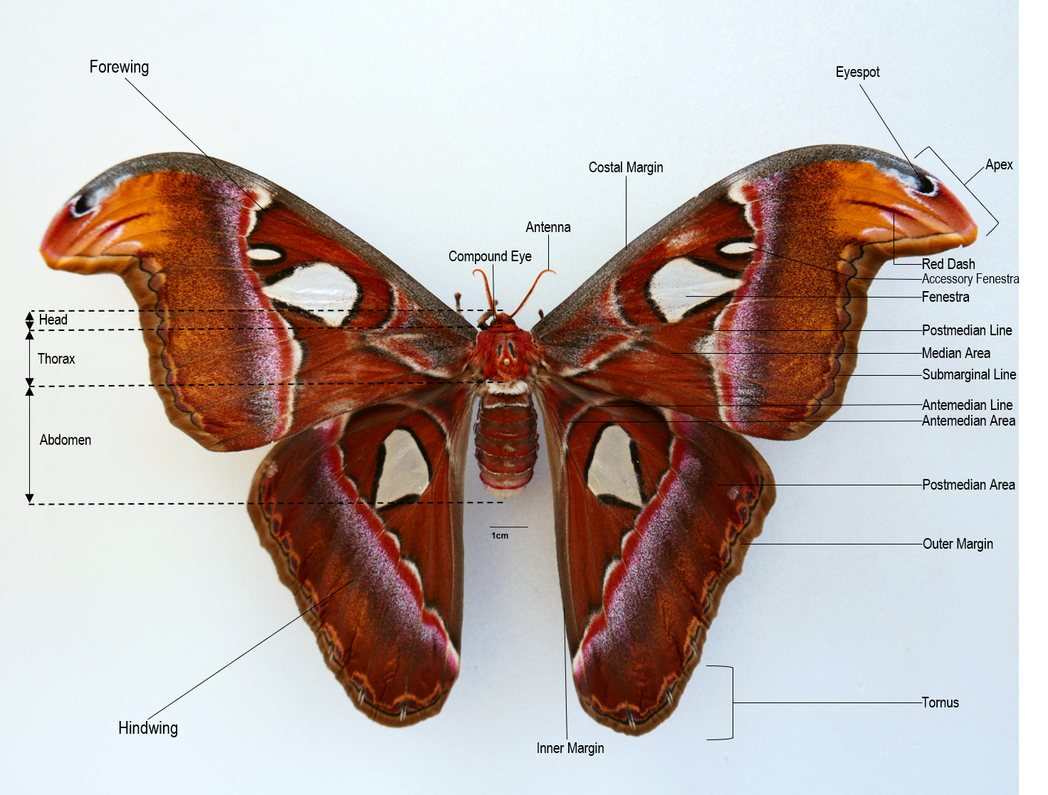 Morphology annotated.png Morphology annotated.png