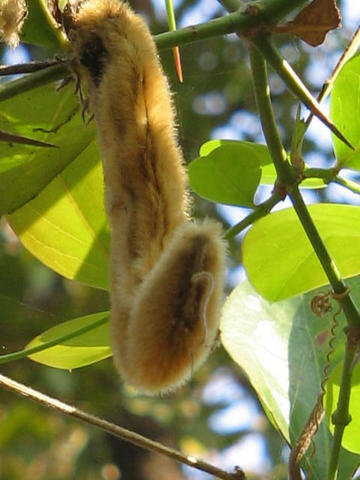 Mucuna-pruriens-fruit.jpg Mucuna-pruriens-fruit.jpg