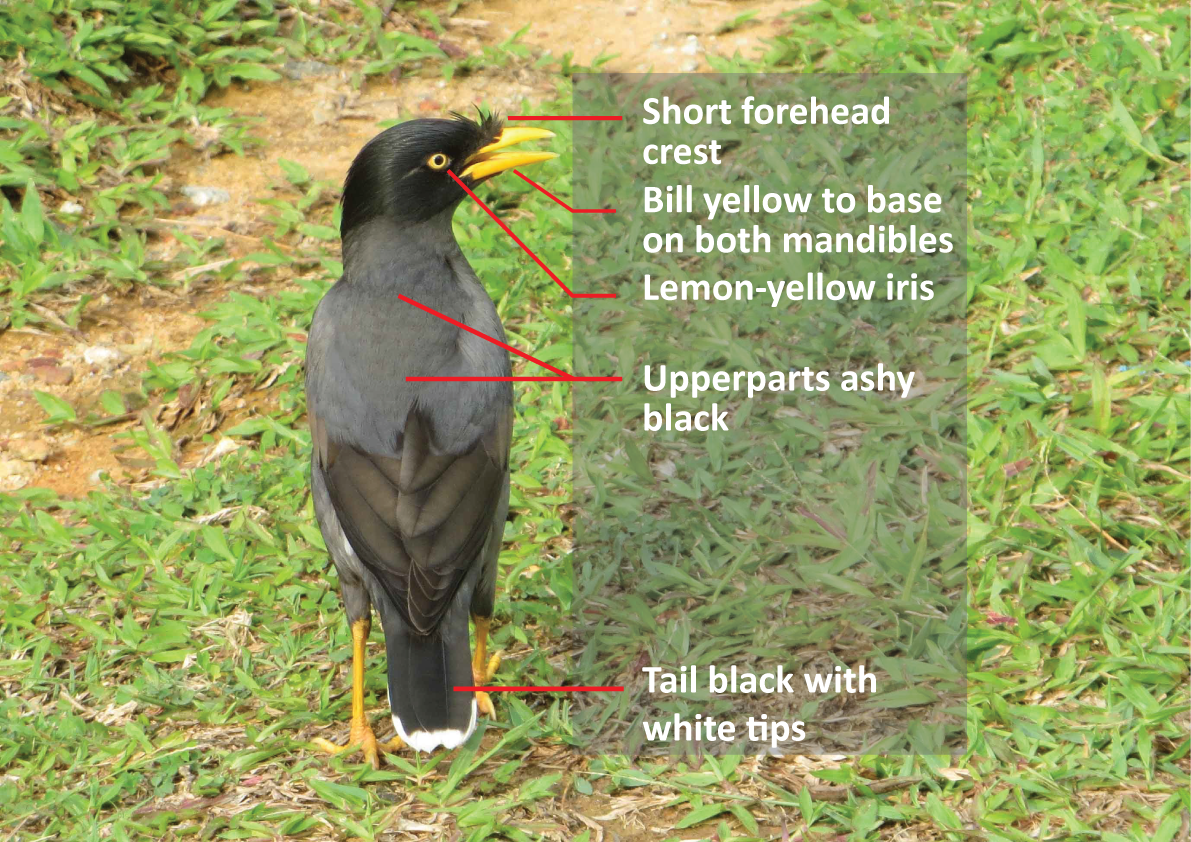 Myna-Parts-1.png