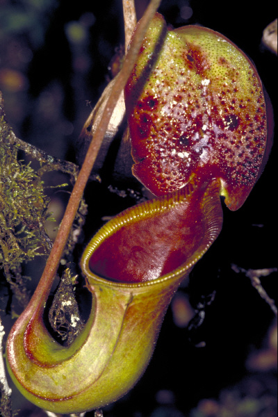 N.ephippiata.jpg N.ephippiata.jpg