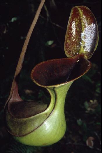 N.lowii_mulu.jpg N.lowii_mulu.jpg