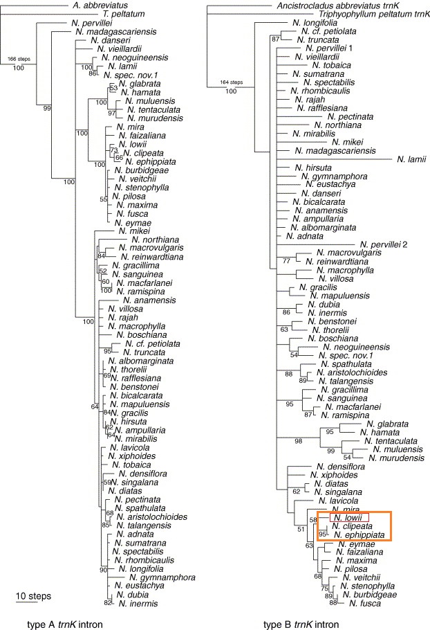 Nepenthes tree_wt.jpg Nepenthes tree_wt.jpg