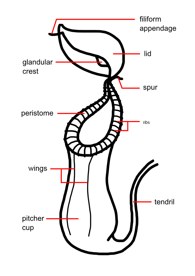 Nepenthes_pitcher_morphology_upper.png Nepenthes_pitcher_morphology_upper.png