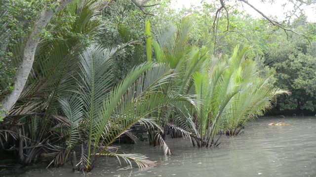 Nipah partially submerge in seawater.JPG