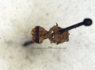 OFF holotype.jpg