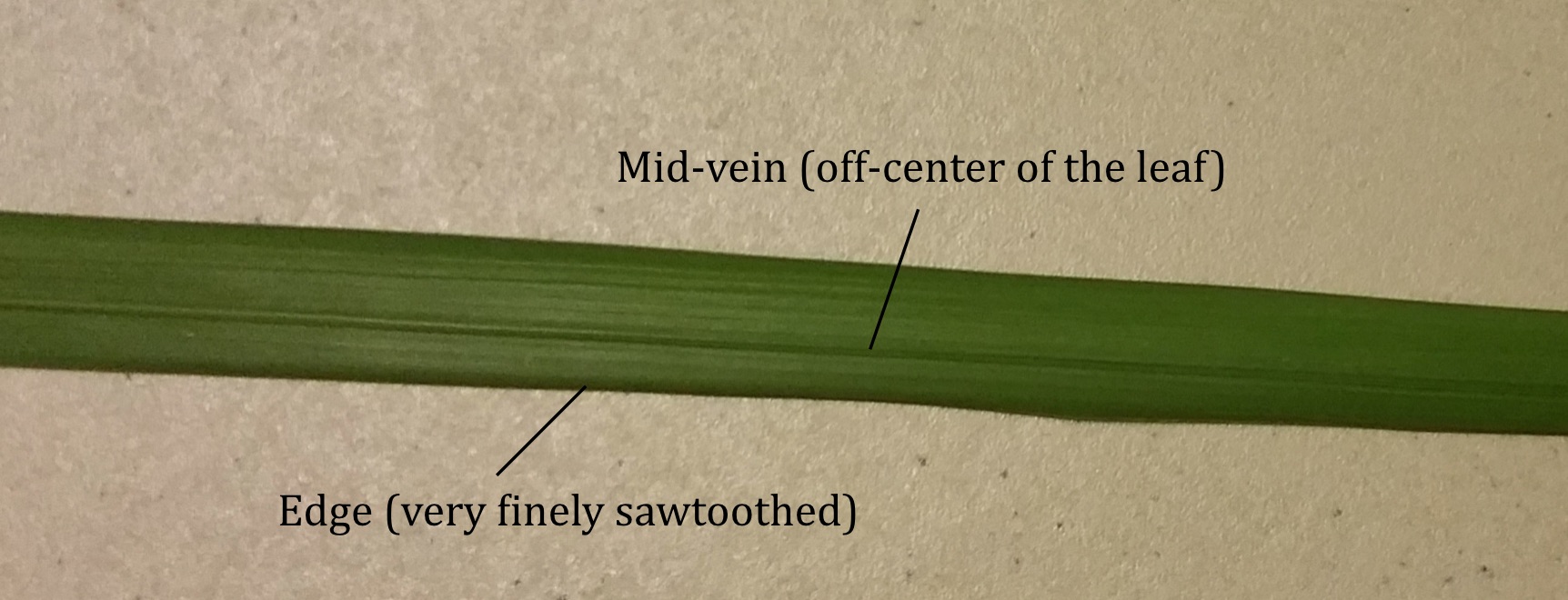 Off-center mid-vein lalang leaf.jpg Off-center mid-vein lalang leaf.jpg