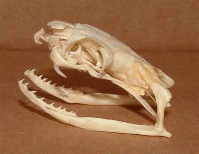 Ophiophagus_hannah_skull.jpg