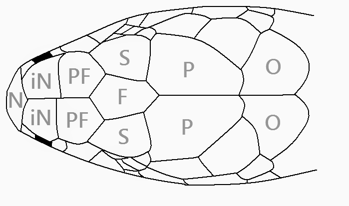 Ophiophagus_scalation_tagged (2).png
