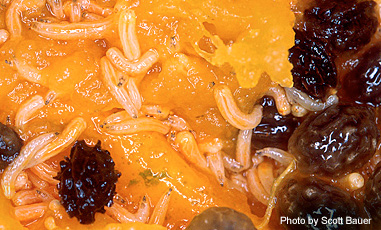 OrientalFruitFly larvae.jpg