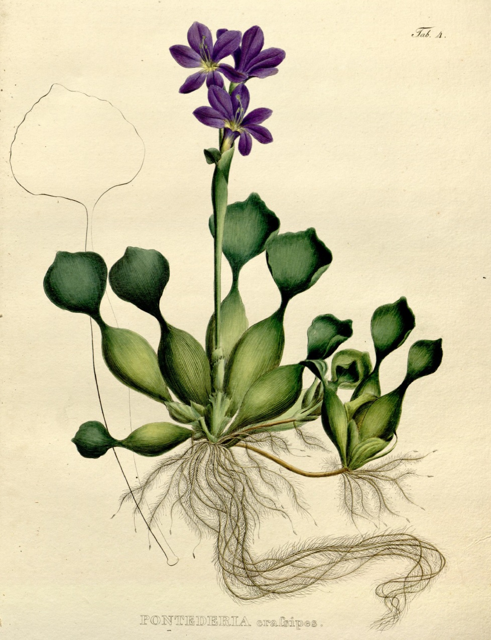 Original illustration.jpg