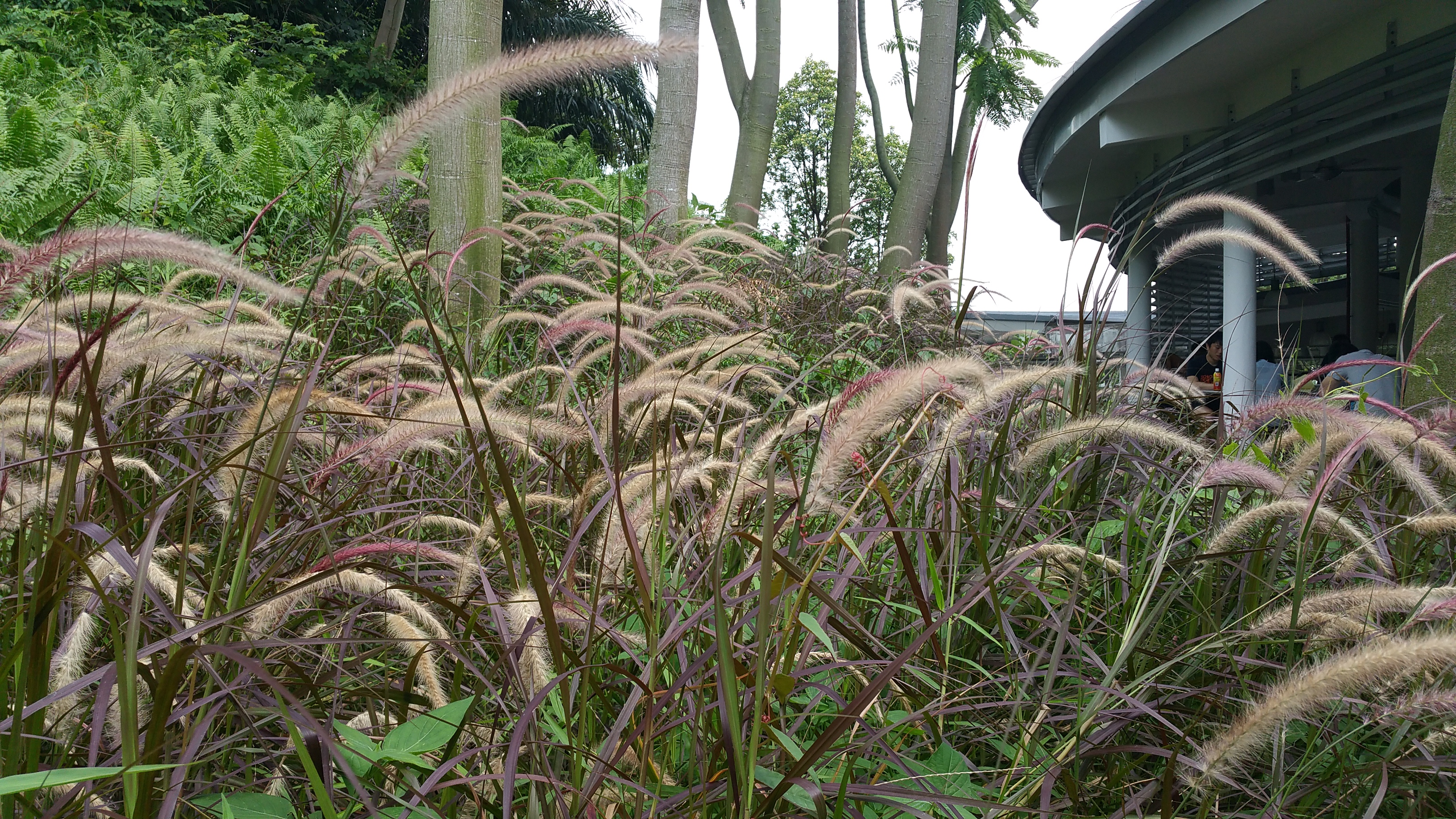 Ornamental lalang at Arts canteen.jpg Ornamental lalang at Arts canteen.jpg