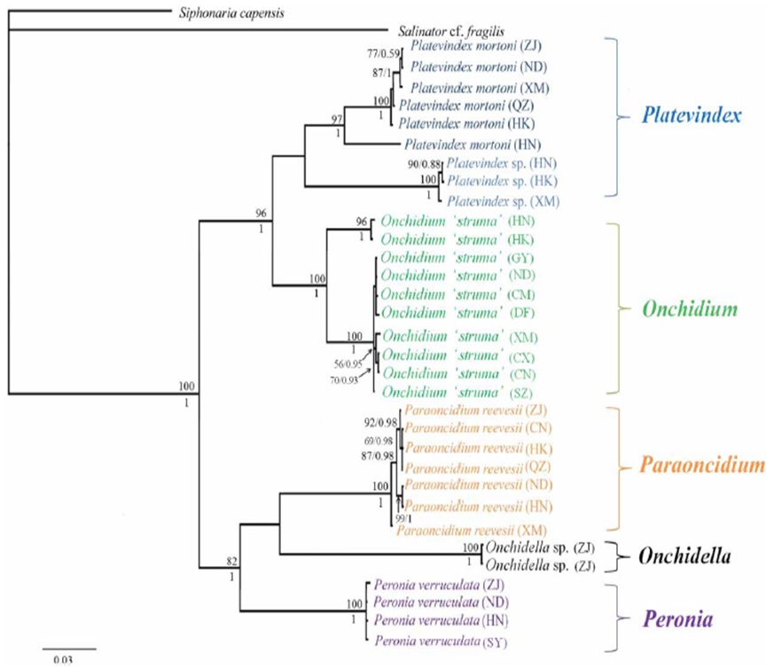 P.verruculata_Phylogram.jpg
