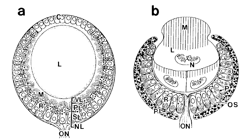 P.verruculata_SE_DE_Compare.jpg