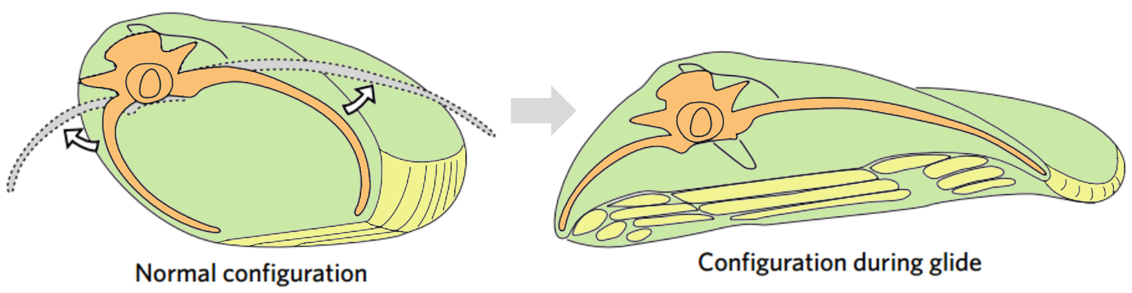 PTS concave.png