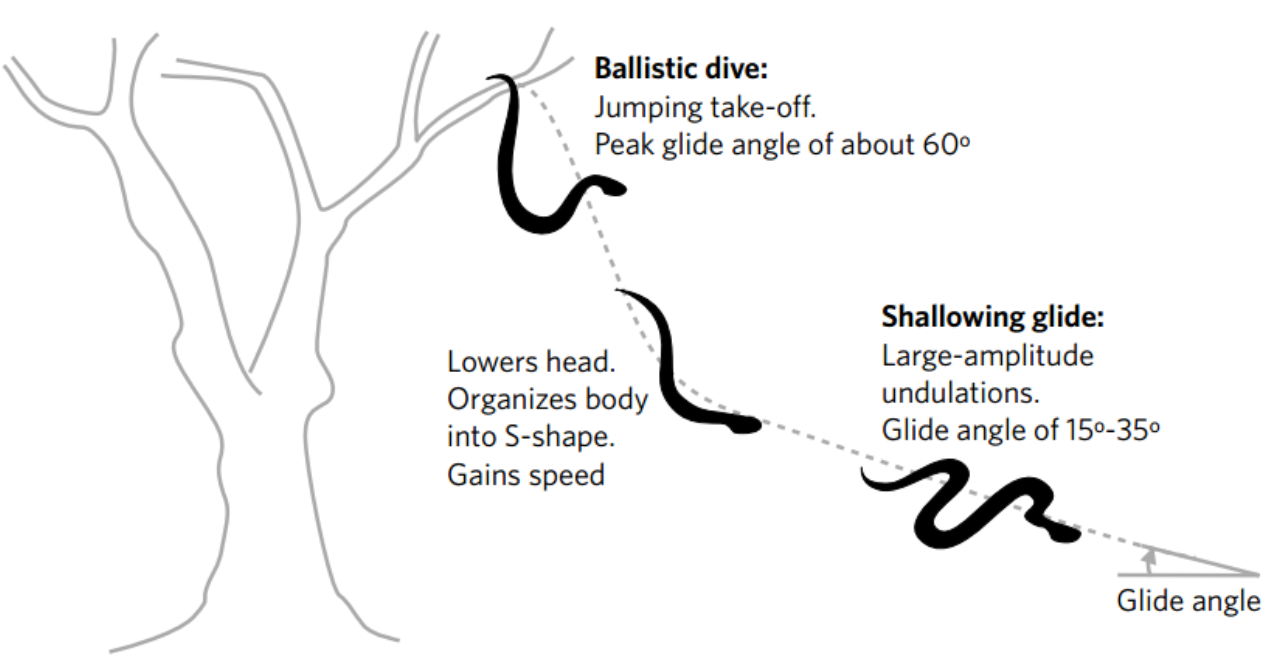 PTS glide trajectory.png