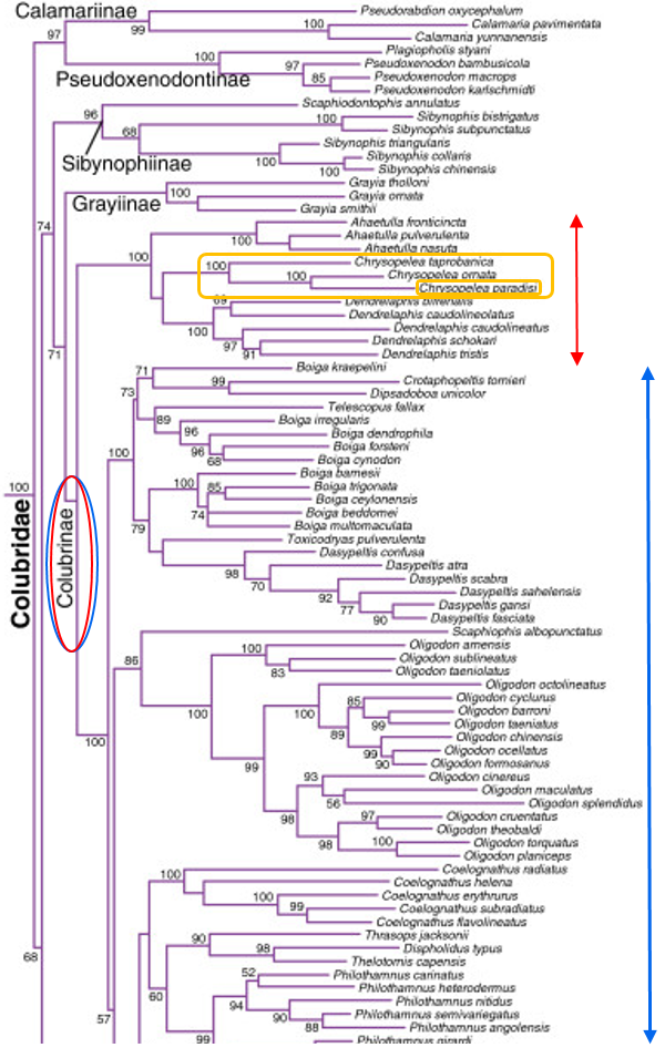 PTS phylo tree v2.png