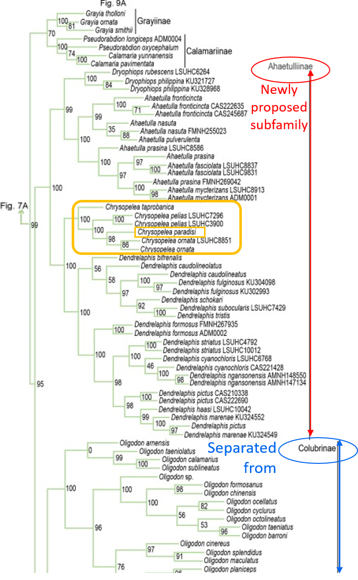 PTS phylo tree.png