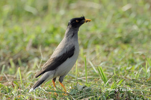 Pale-bellied Myna_tswong.jpg Pale-bellied Myna_tswong.jpg
