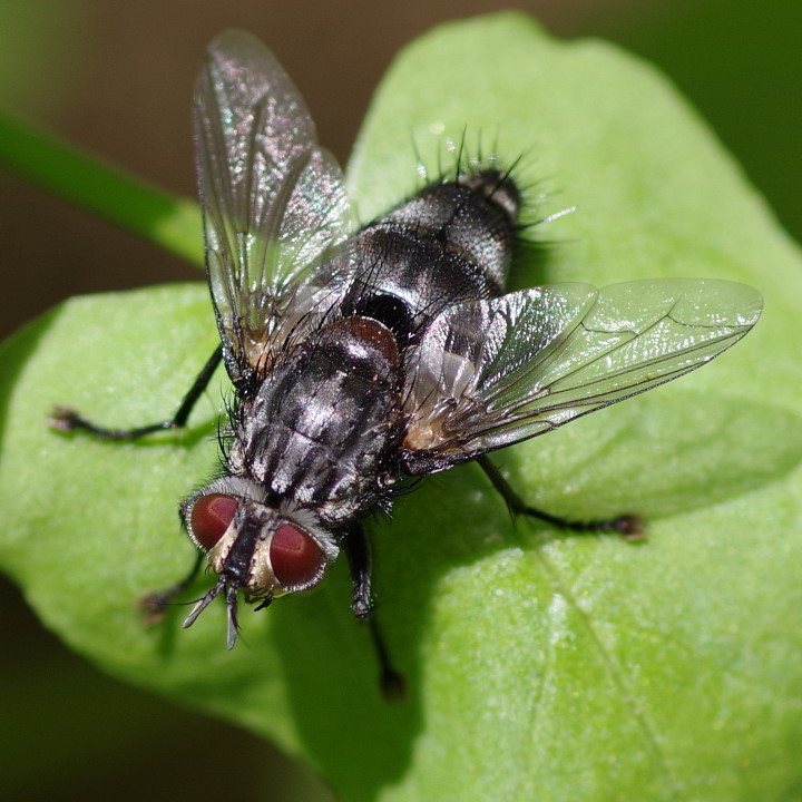 Parasite exorista sorbillans.jpg Parasite exorista sorbillans.jpg