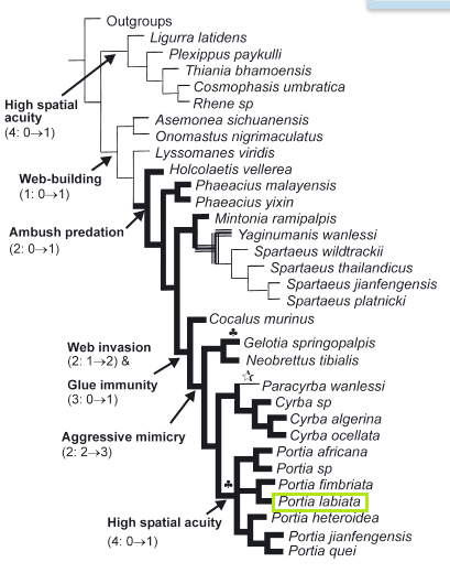 Phylo tree 2.png