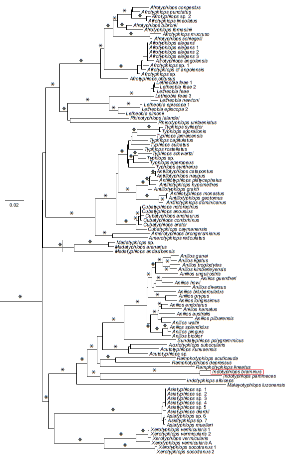 PhylogeneticTree_I.braminus_Edited.png