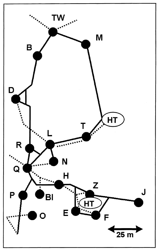 Polydomous colony figure 1.jpg