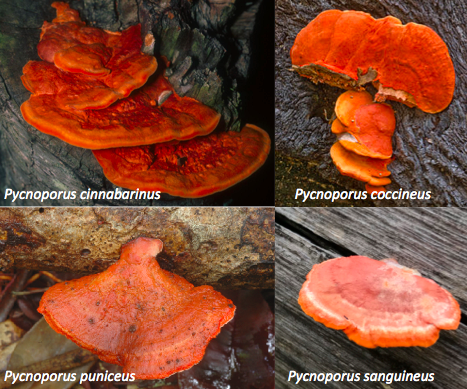 Pycnoporus genra.png Pycnoporus genra.png
