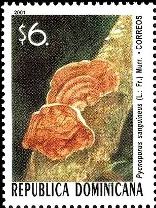 Pycnoporus-sanguineus.jpg Pycnoporus-sanguineus.jpg