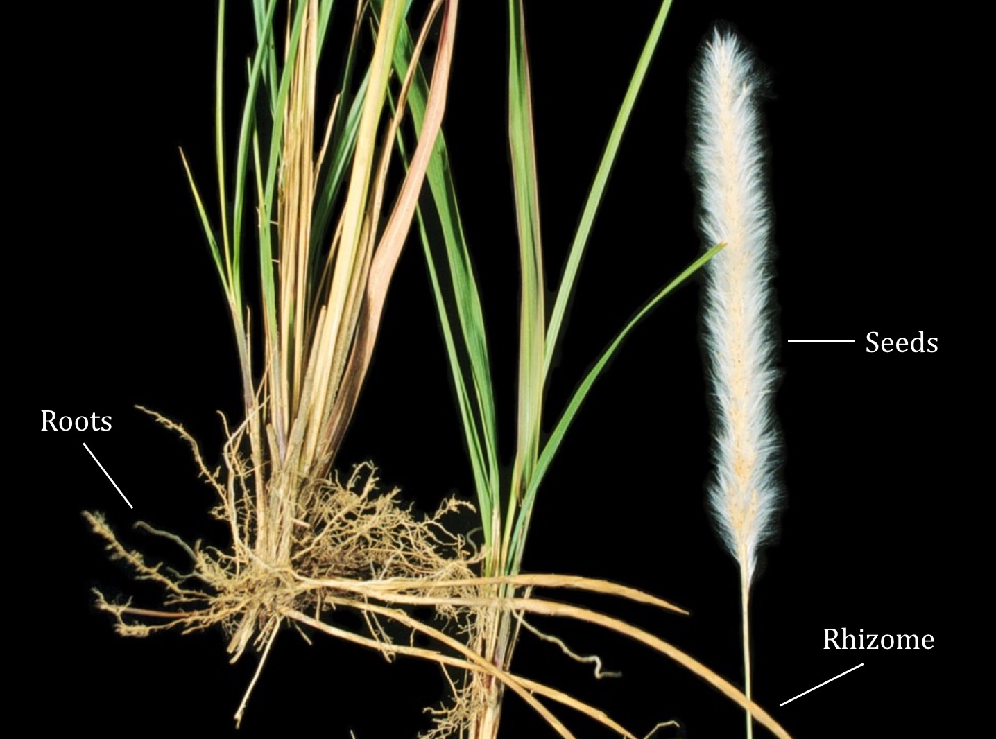 Rhizomes roots and seeds lalang.jpg
