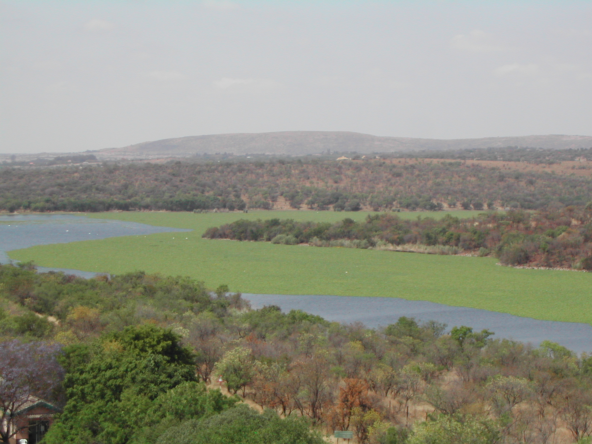 Roodeplaat_Dam_Water_Hyacinth_from_watertower_DSCN4904.JPG