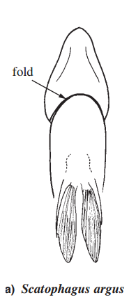 S. argus gill membrane.png S. argus gill membrane.png