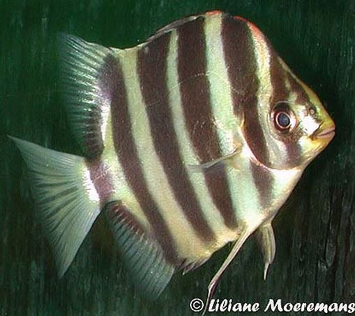 S.tetracanthus Liliane.JPG