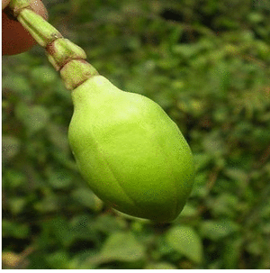 SA flowering and fruiting.gif