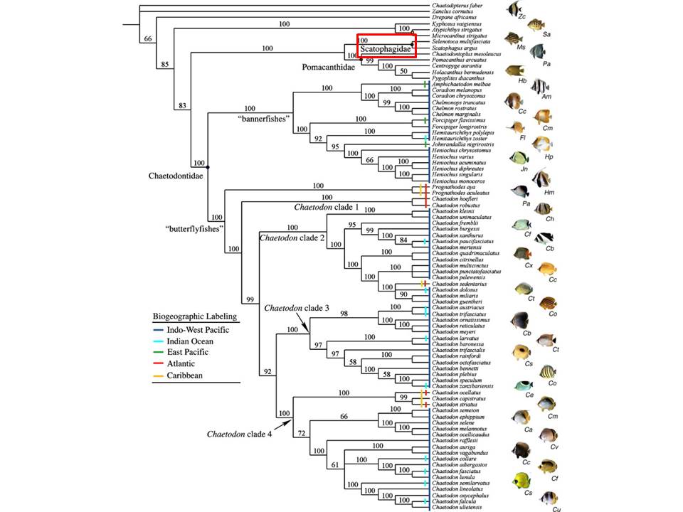Scat phylogeny adapted.jpg Scat phylogeny adapted.jpg