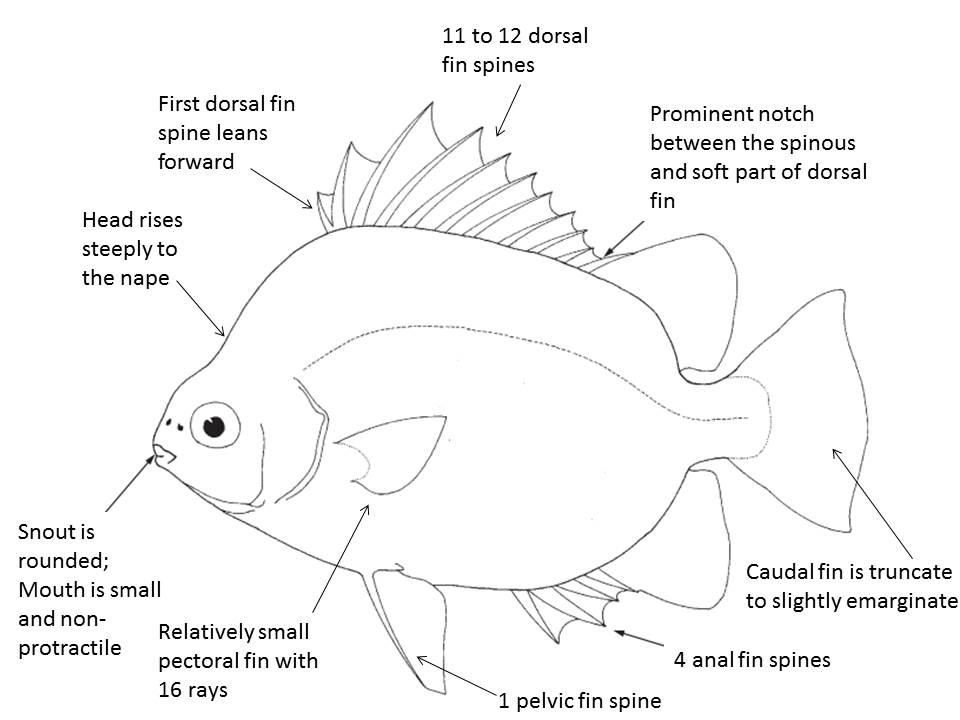 Scatophagidae labelled.jpg Scatophagidae labelled.jpg